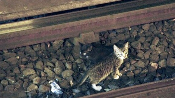Котенок на рельсах метро